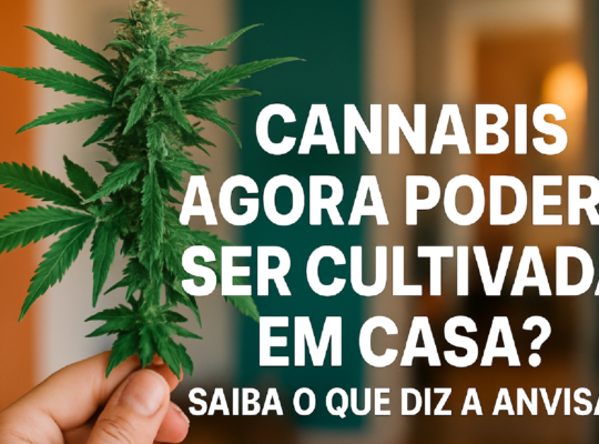 Imagem ilustrativa sobre Cannabis agora poderá ser cultivada em casa? Saiba o que diz a Anvisa