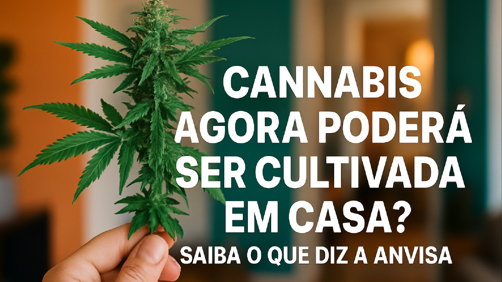 Imagem ilustrativa sobre Cannabis agora poderá ser cultivada em casa? Saiba o que diz a Anvisa
